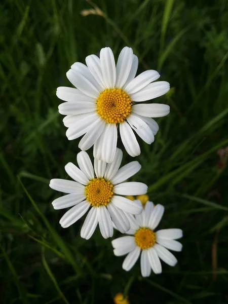 stock image Flower medicinal plant: leucanthemum vulgare, Marguerite Blossom. Collection edible plants. Healing power on my set meal