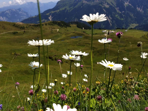 healing gifts at the Maschgenkamm. large daisies in the flower meadow, lots of grass all around and other wild flowers high above the alpine valleys.