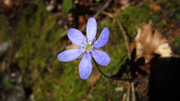 Entre Musgo Folhas Castanhas Flor Liverwort Azul Violeta Abre Para — Fotografia de Stock