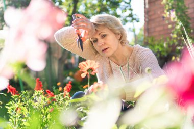 Bahçesinde bir kadın güneşli bir günde çiçek ve bitki topluyor..