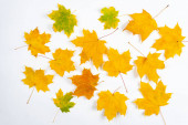 Podzimní javorové listy na dřevěném stole.Falling listy přírodního pozadí.