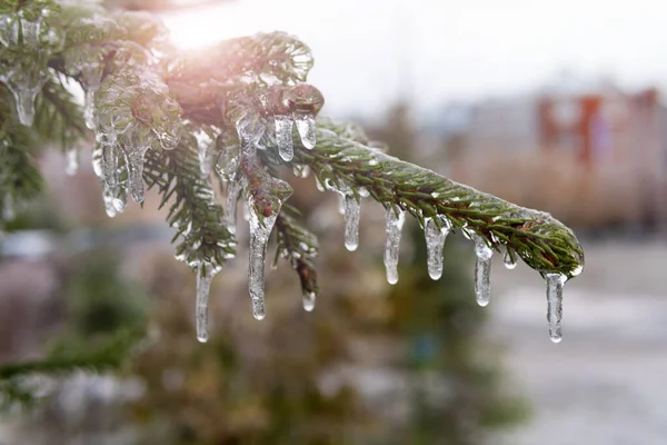 氷の雨の後 木は氷の地殻で覆われています 透明な氷の中の植物 — ストック写真