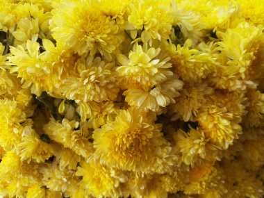 Kadife çiçekleri, sarı, yakın plan, arka plan.