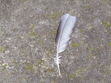 Beyaz ve gri tüy yere saçıldı..