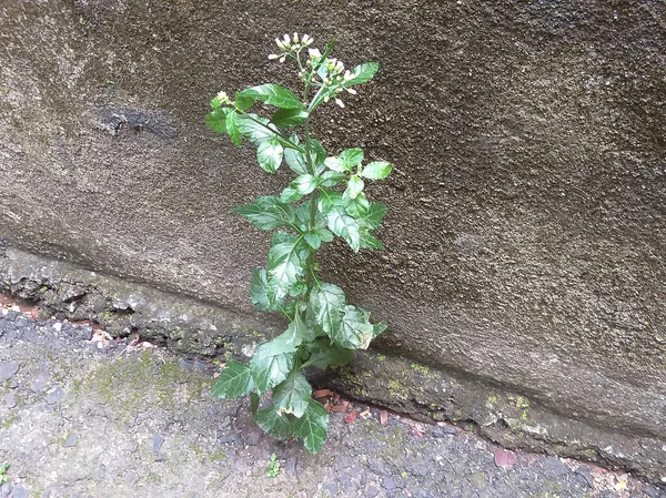 Sebuah gambar close seup tanaman hijau kecil terisolasi di tanah . — Stok Foto