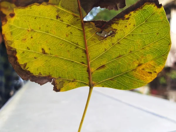 Makro Záběr Zeleného Listu Venkovním Prostředí Selektivní Zaměření Téma — Stock fotografie