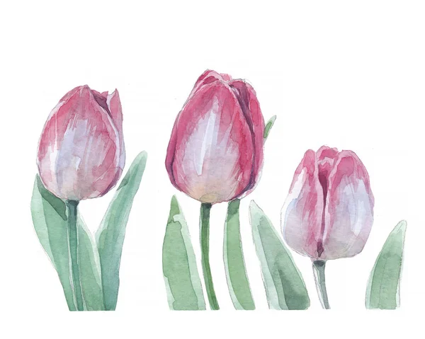 Acuarela tulipán floral primavera ilustración — Foto de Stock