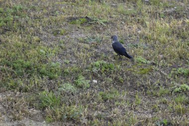 Siyah kuzgun (Corvus Corone) şehir parkında sonbahar yapraklı yeşil çimlerde yaygın karga.