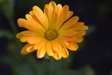 Turuncu takvim çiçekleri. Çiçek açan kadife çiçekleri. Taze organik kadife çiçekleri arka planında. Şifalı bitkiler. Yaz çiçekleri.