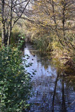 Sonbahar ormanı, nehir manzarası. Doğa geçmişi. Düşen yapraklar. Güzel küçük deresi olan sonbahar parkı, sarı yapraklı çimenler, büyük ağaçlar. Yüzen ördekli göl.