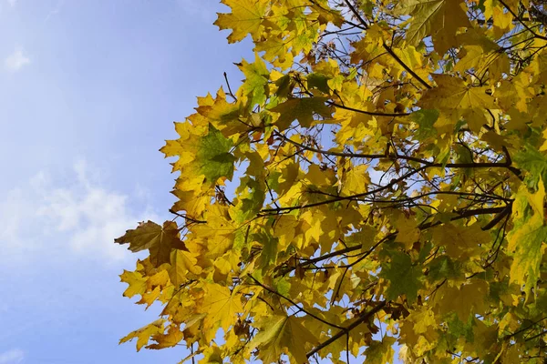 Autumn leaves with the blue sky background. Fall yellow leaves in the blue sky. Yellow leaves and black branches of a tree against the background of blue October sky.