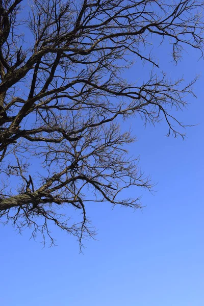 Grenar Träd Mot Klarblå Himmel Träd Vintern Silhuetter Mot Natthimlen — Stockfoto