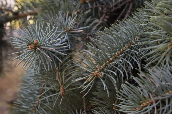 Natürliche Zweige Der Blaufichte Fantasievollen Farben Für Kreativität Den Strahlen — Stockfoto