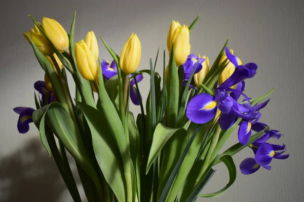 Žlutý Čerstvý Tulipán Modrá Irisis Květiny Štukové Pozadí Tulipán Květina — Stock fotografie