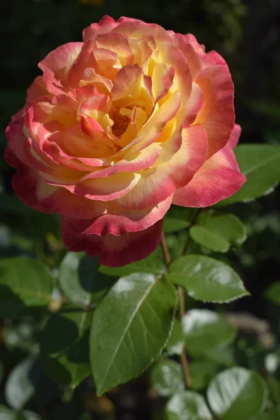 Roślina Różami Zmieniającymi Kolor Wielokolorowe Róże Niesamowitą Kombinacją Czerwony Żółty — Zdjęcie stockowe