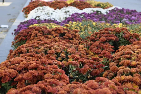 Decorative flower bed with multicolor chrysanthemums. The bright bushes of decorative chrysanthemums decorate flowerbeds in an autumn park.