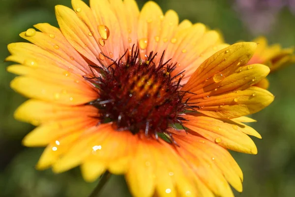 Una Flor Gaillardia Aristata Gaillardia Común Flor Con Pétalos Rojos — Foto de Stock