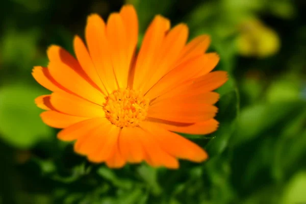 Orange Calendula Flowers Blooming Marigold Flowers Fresh Organic Calendula Marigold — Stock Photo, Image