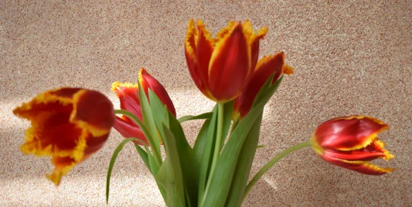 Červené Žluté Čerstvé Tulipánové Květy Štukovém Pozadí Tulipán Květina Žlutočervený — Stock fotografie