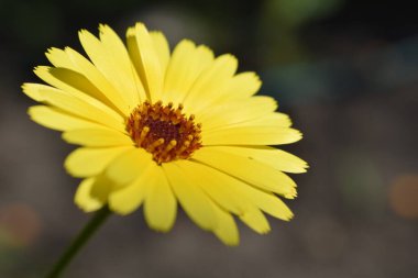 Esrar Marigold. Bahçede yetişen bir portakal ve sarı bir Calendula çiçeği. Doğal yeşil zemin üzerinde tek turuncu takvim çiçeği.