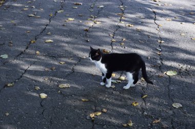 Ormandaki sevimli kedi. Sevimli, kıllı, siyah beyaz kedi yavrusu. Ormanda siyah noktalı beyaz kedi portresi.