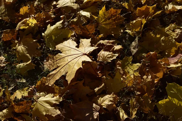 Background of colorful autumn leaves on forest ground. Fall orange and yellow autumn leaves on ground for background or backdrop. Dry brown and lush yellow sheets mixed with small birch leaves