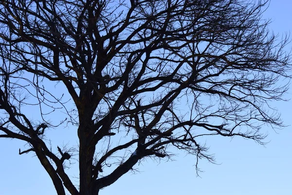 Ramas Árbol Contra Cielo Azul Claro Árbol Invierno Siluetas Contra —  Fotos de Stock