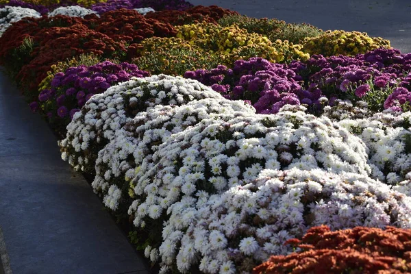 Cama Flores Decorativa Con Crisantemos Multicolores Los Brillantes Arbustos Crisantemos — Foto de Stock