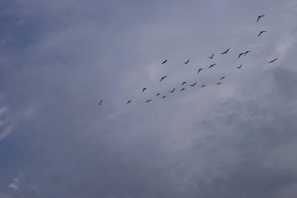 Gaviotas Voladoras Sobre Fondo Cielo Azul Tiempo Soleado —  Fotos de Stock