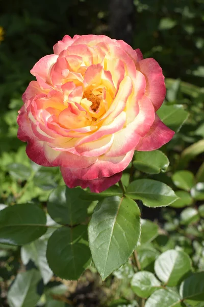Floribunda Rose Noble Rosa Plantas Rosa Amarilla Naranja Una Planta — Foto de Stock
