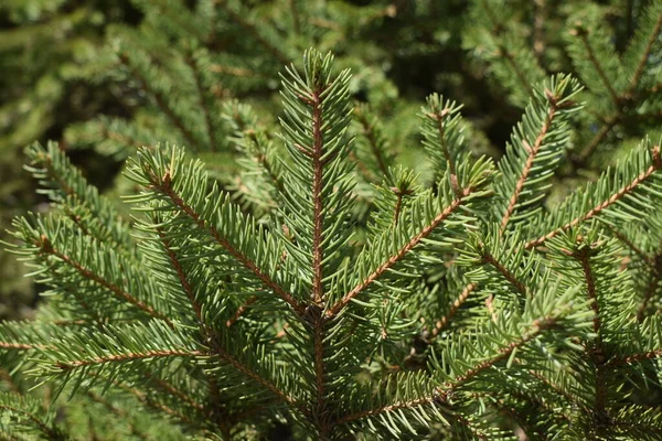 Sonniger Tag Frühlingsgarten Naturkonzept Für Gestaltung Strahlend Grüne Kiefernzweige Mit — Stockfoto