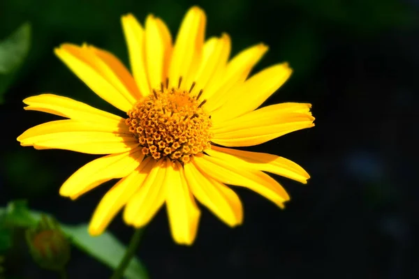 Flores Amarillas Flores Florecientes Jardín Heliopsis Familia Girasoles Flores Margarita — Foto de Stock