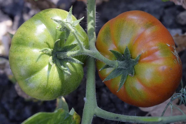 Gros Plan Tomates Fraîches Mûres Vertes Grappes Sur Les Vignes — Photo