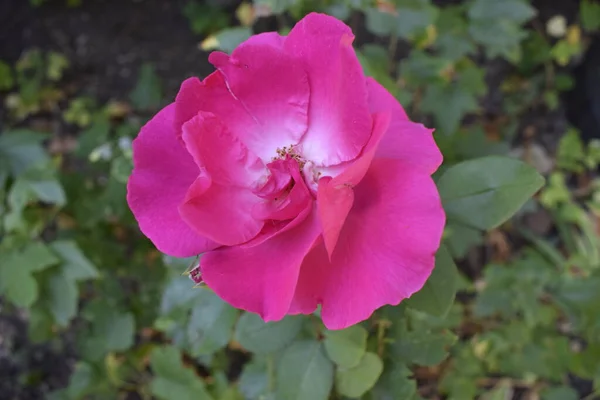 Rosas Multicoloridas Com Uma Combinação Incrível Rosa Subiu Perto Com — Fotografia de Stock