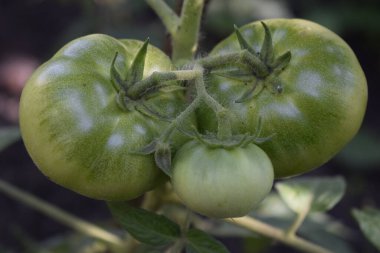 Asmada yetişen yeşil domatesler. Tarım kavramı.