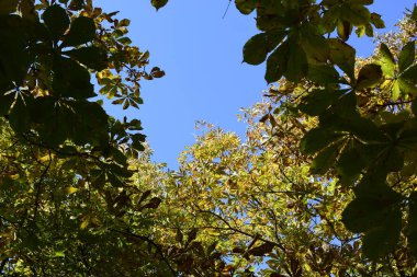 Ağaçta yukarı, mavi gökyüzünde bulutlar. Sonbahar yaprakları mavi gökyüzü arkaplanıyla