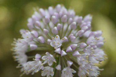 Allium polyanthum soğanları tohumlu. Doğanın arka planında çiçek açan soğan çiçeğine odaklan. Yeşil bulanık arkaplanlı soğan okunun yakın görüntüsü. Sığ alan derinliği.