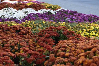 Çok renkli kasımpatı olan dekoratif çiçek tarhı. Dekoratif kasımpatıların parlak çalıları bir sonbahar parkında çiçek tarlalarını süslüyor..