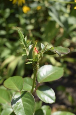 Gül değiştiren renkli bir bitki. İnanılmaz bir kombinasyonu olan çok renkli güller kırmızı, sarı, turuncu ve pembe parlak ışık gibi görünüyor. Doğal güzellik ve yeşil bahçedeki parıltı