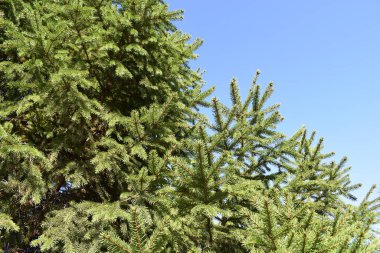 Arka planda bulutsuz mavi gökyüzü olan yeşil çam dalları. Çam ağacının yeşil yaprakları masmavi gökyüzüne karşı