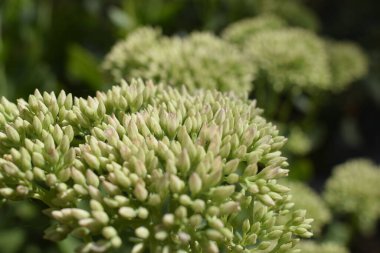 Yeşil sulu bahçe. Sulu bitkileri kapatın. Minyatür sulu bitkiler.