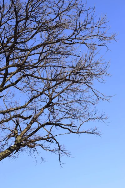 Větve Stromu Proti Jasně Modré Obloze Strom Zimě Siluety Proti — Stock fotografie