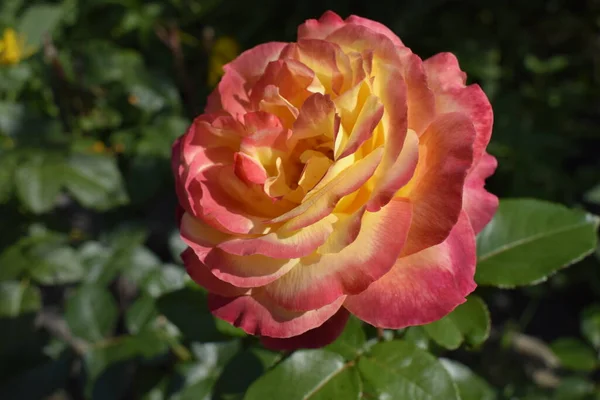 Floribunda Rose Szlachetna Róża Żółta Pomarańczowa Róża Roślina Różami Zmieniającymi — Zdjęcie stockowe