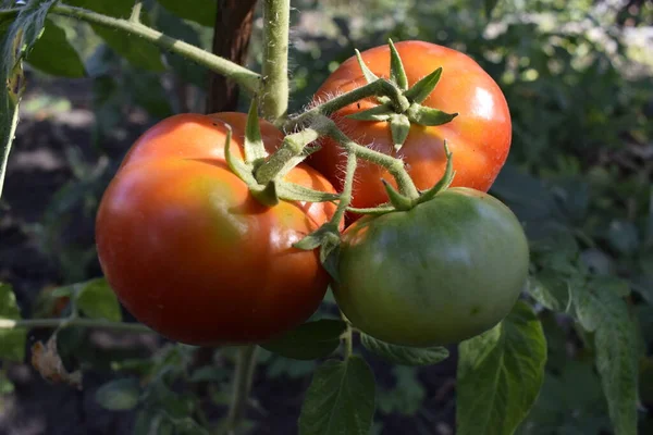 Close Tomates Frescos Maduros Verdes Agrupam Videiras Jardim Casa Vermelho — Fotografia de Stock