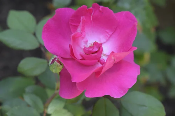 Mnohobarevné Růže Úžasnou Kombinací Růžová Růže Zblízka Měnícími Barvami — Stock fotografie