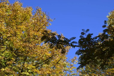 Sonbahar yaprakları mavi gökyüzü arkaplanlı. Mavi gökyüzünde düşen sarı yapraklar. Bir ağacın sarı yaprakları ve siyah dalları mavi ekim ayının arka planında.