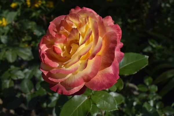 Uma Planta Com Rosas Que Mudam Cor Rosas Multicoloridas Com — Fotografia de Stock