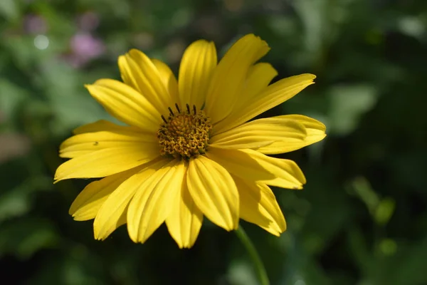 Flores Amarillas Flores Florecientes Jardín Heliopsis Familia Girasoles Flores Margarita — Foto de Stock