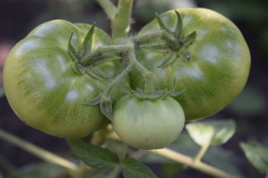 Asmada yetişen yeşil domatesler. Tarım kavramı.