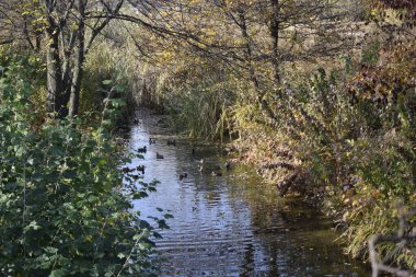 Sonbahar ormanı, nehir manzarası. Doğa geçmişi. Düşen yapraklar. Güzel küçük deresi olan sonbahar parkı, sarı yapraklı çimenler, büyük ağaçlar. Yüzen ördekli göl.